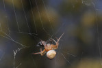  Dospělá samice křižáka trojtečného (Araneus triguttatus) obaluje na síti ulovenou kořist. Foto K. Rückl 