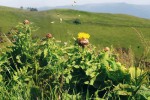 Chrpa žlutokvětá (C. macrocephala, podrod Centaurea) má výrazně velké úbory i přívěsky. U nás bývá pěstována zřídka a vzácně zplaňuje. Ve starších  pracích ji najdeme oddělovanou spolu s několika podobnými kavkazskými  druhy do rodu Grossheimia. Subalpínské louky na Malém Kavkazu, Gruzie. Foto P. Koutecký
