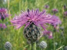 Chrpa čekánek (Centaurea scabiosa), náš jediný zástupce podrodu Lopholoma s dobře vyvinutými  přívěsky v podobě  sbíhavého třásnitého lemu. Vyskytuje se  v mezofilních a suchých loukách na většině  území Evropy, zde na snímku z okolí Jihlavy. Foto P. Koutecký