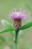 Chrpa černá (C. nigra agg., podrod Centaurea). Některé druhy z tohoto západoevropského agregátu ze sekce Jacea nevytvářejí sterilní paprskující okrajové květy. Podhůří Pyrenejí, Španělsko. Foto P. Koutecký
