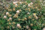 Centaurea urvillei (podrod Lopholoma). Druh s velmi zkrácenými lodyhami, což je považováno za přizpůsobení k šíření semen mravenci, myrmekochorii (semena jsou pro ně dostupná, blízko země). Přívěsky zákrovních listenů končí mohutným ostnem. Ruderální stanoviště a stepi u Kastamonu, severní Turecko. Foto P. Koutecký