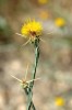 Chrpa žlutá (C. solstitialis), jiný jedno­letý ostnitý zástupce podrodu Centaurea, rozšířený v celém Středozemí, jižní  polovině Evropy a v Asii. K nám občas zavlékán, v Severní Americe invazní. Okraj silnice u města Keşan. Foto P. Koutecký