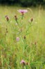 Chrpa ostroperá (C. oxylepis, podrod Centaurea). Zástupce sekce Jacea rostoucí na středoevropských mezofilních  loukách. Přívěsky jsou trojúhelníkovité a mírně vyhnuté od zákrovu. Lokalita nedaleko Častolovic ve východních Čechách. Foto P. Koutecký