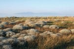 Porost druhu Centaurea spinosa (podrod Centaurea) s bohatě větvenými dřevnatými stonky a vytvářející trnité polokulovité keříky. Písčité pobřeží Marmarského moře, západní Turecko. Foto P. Koutecký