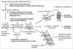 Vznik a odbourávání chybně poskládaných bílkovin a možnosti léčebných zásahů k prevenci jejich hromadění a tím zpomalení průběhu neurodegenerativních nemocí. Orig. H. Kupcová Skalníková