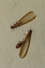 Chytání na světlo v subtropických a tropických oblastech rozšiřuje spektrum pozorovaných skupin hmyzu. Termiti (Isoptera, nebo též Termitoidae)  přilákaní na světlo. Foto P. Šípek