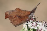 Samička cípatce jižního (Libythea celtis) má normálně vyvinuté přední nohy, zatímco sameček zakrnělé. Foto R. Tibenský