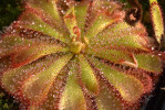 Rosnatky (Drosera) s více než 250 druhy představují nejpočetnější rod a jednu z nejstarších vývojových linií masožravých rostlin. Na snímku rosnatka Alicina (D. aliciae) z Kapska, jeden  z nejčastěji pěstovaných druhů rosnatek.  Foto J. Navrátilová