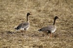 Husa polní (A. fabalis) má štíhlejší tělo a krk. Foto T. Heinicke