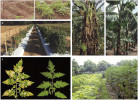 V Ugandě a Keni se pěstují rostliny bramboru (Solanum tuberosum) obsahující R-proteiny účinné proti napadení oomycetou Phytophthora infestans (a). Rajče (S. lycopersicum, b), do něhož byl vnesen receptor EFR zvyšující rezistenci vůči bakterii Ralstonia solanacearum. Tomelo (c), odrůda rajčete s upraveným genomem (genu mlo), odolnější vůči padlí (Oidium neolycopersici). Vnesená zvýšená exprese genů Hrap a Pflp pocházejících z papriky roční (Capsicum annuum) poskytuje větší rezistenci banánovníkům vůči bakterii rodu Xanthomonas (d). Nadprodukce virového obalového proteinu zvyšuje rezistenci papáje (Carica pa­paya) vůči potyviru skvrnitosti papáji  na Havaji (e). Nalevo kontrolní rostliny, modifikované vpravo. Blíže v textu.  Převzato z publikace H. P. van Esse a kol. (2020), s laskavým svolením vydavatele