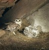 Sýček obecný (Athene noctua) – v minulosti u nás běžný druh, v současnosti patří k ptákům s nejrychleji se snižující početností. Pro jeho účinnou ochranu se musí podrobně zmapovat současné rozšíření – v letech 2015–16 probíhá zároveň speciální program celorepublikového sčítání zaměřený na sýčka obecného. Foto J. Bohdal