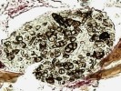 Mezenteron pancířníka druhu  Belba pseudocorynopus se sporami  houby Alternaria sp.  Barvení Massonův trichrom. Foto Jaroslav Smrž