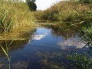 Národní přírodní památka Hrabanovská černava – stanoviště bublinatky  obecné (Utricularia vulgaris) a rdestu zbarveného (Potamogeton coloratus). Foto L. Adamec