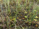 Slatiniště Karštejn na Třeboňsku – tůňka s bublinatkou jižní (Utricularia australis) a aldrovandkou měchýřkatou (Aldrovanda vesiculosa). Foto L. Adamec