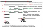 Princip metody Restriction site  Associated DNA markers sequencing (RAD-seq). DNA zkoumaných jedinců fragmentujeme pomocí restrikčních enzymů (1). Ke koncům vzniklým při štěpení připevníme krátké úseky – DNA adaptory (2). Takto opracované fragmenty mechanicky rozštípeme na menší kousky (3). Pak připevníme jiné adaptory ke koncům všech fragmentů (4). Přidáme primery specifické k prvním (P1)  a druhým (P2) adaptorům (5) a provedeme polymerázovou řetězovou reakci (PCR), která pomnoží jen fragmenty obsahující oba adaptory. Tím získáme úseky DNA pocházející z okolí restrikčních míst (6), které se sekvenují např. pomocí metody Illumina. Výsledná čtení (krátké úseky) mapujeme na referenční genom (7). Porovnáme navzájem sekvence z různých jedinců a určíme místa (např. záměny jednoho nukleotidu – Single Nucleotide Polymorphism, SNP), kde se sekvence liší. Takto získáme reprezentativní genetickou informaci z celého genomu, aniž bychom ho museli celý sekvenovat. Originál H. Štorchová