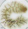 Prýt bublinatky obecné (Utricularia vulgaris) nese tisíce pastí. Druh v ČR kriticky ohrožený patří mezi dvě největší vodní bublinatky na světě, spolehlivě se pěstuje ve venkovní nádrži a stal se modelovou rostlinou  českých ekofyziologů a transkriptomiků. Foto L. Adamec