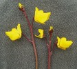 Květenství bublinatky obecné (Utricularia vulgaris) – dolní cíp koruny je typicky prohnut jako koňské sedlo. Květní stopka má překvapivě průduchy. Venkovní kultura v Botanickém ústavu AV ČR, v. v. i., v Třeboni. Foto L. Adamec