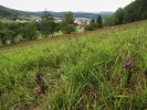 Hořeček  mnohotvarý český  (Gentianella praecox subsp. bohemica)  v porostech otav  na severních svazích přírodní památky Svatý Kříž u obce Chvalšiny  (okres Český Krumlov, 20. září 2015).  Hořečky zde rostou v mezických lučních společenstvech,  tedy na středně  vlhkých stanovištích. Foto I. Husáková