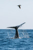 Za obdobným pohledem se v různých částech naší planety ročně vydávají miliony turistů. Vorvaň (Physeter macrocephalus), Azorské ostrovy. Foto M. Bobek