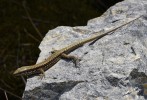 Samec ještěrky zední (Podarcis muralis) z populace v Grygově.  Foto M. Veselý