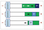Zmenšení odezvy tetraargininu v závislosti na době průchodu zónou obsahující nízké koncentrace heparinu. Schematické zobrazení průběhu experimentu. Orig. T. Křížek