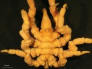 Nohatka pobřežní (Pycnogonum  litorale), jeden z nejběžnějších zástupců žijících v evropských mořích, je příkladem druhu, jehož samicím chybějí  chelifory (první pár klepítkovitých  končetin), makadla (palpy) i ovigery (končetiny, na nichž samec nosí  shluky vajíček a později larvy).  Ze sbírky Národního muzea v Praze. Foto P. Dolejš