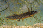 Larva čolka dravého z lokality Onšov v NP Podyjí. Foto A. Reiter