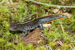 Samice čolka dravého (Triturus carnifex) z lokality Čížovský lesní rybník v národním parku Podyjí s výraznou  žlutou vertebrální linkou. Foto Z. Mačát