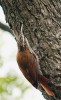 Klouzálek úzkozobý (Lepidocolaptes angustirostris) se způsobem života podobá našim šoupálkům (Certhiidae), jde ale o zástupce výhradně neotropické čeledi klouzálkovití (Dendrocolaptidae). Foto K. Funková