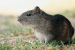 Morče divoké (Cavia aperea) obývá křovinaté a travnaté plochy od Peru po severní Argentinu a je předkem morčete domácího (C. aperea f. porcellus). Foto K. Funková