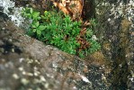 Vraneček svíjivý (Selaginella convoluta) ve spáře osluněné žulové skály na úbočí hory Corcovado. Foto M. Studnička