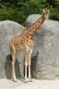 Středoafrických žiraf kordofanských (Giraffa camelopardalis antiquorum) přežívá  ve volné přírodě asi 2 400 jedinců. Více  než polovinu z nich chrání národní park  Zakouma v jihovýchodním Čadu. Snímek  ze zoologické zahrady Paříž-Vincennes. Foto J. Plesník