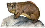 Daman horský (Dendrohyrax validus) není v současnosti v zoologických zahradách chován vůbec. Orig. M. Chumchalová, podle různých zdrojů 