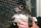 Daman stromový v Zoologické zahradě Ostrava, kde se tato zvířata  opakovaně rozmnožila. Vyjma Ostravy se v chovu tito damani rozmnožili pouze v 70. letech  20. stol. v anglickém Twycrossu. Foto J. Pluháček