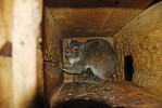 Daman stromový v Zoologické zahradě Ostrava, kde se tato zvířata  opakovaně rozmnožila. Za samicí se krčí 10 dní staré mládě, narozené  27. prosince 2015. Mláďata damanů se rodí vyvinutá, hned schopná následovat matku. Foto J. Pluháček