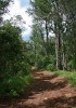 Prostředí obývané damanem  stromovým. V podhůří Mt. Kenya ve východoafrické Keni. Foto Z. Hašek