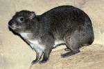 Zatímco skalní damani rodu Procavia a stepní damani rodu Heterohyrax se v zoologických zahradách chovají často, stromoví damani (Dendrohyrax) jsou naprostou vzácností. Důvodů je zřejmě více, ale mezi hlavní patří bezpochyby přesun aktivity do nočních hodin, k němuž u těchto plachých zvířat v zoo dochází, obtížné zajištění náhradní potravy (listí stromů a keřů) a s tím  spojené nesnadné rozmnožování.  Na obr. jedinec damana stromového (D. arboreus) v Zoo Praha. Foto M. Sloviak
