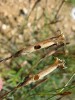 Tobolky napadené herbivorem – obaleči z rodu Cnephasia. Foto T. Dostálek
