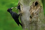 Přibližně od stáří tří týdnů šplhají mláďata datla černého (Dryocopus martius) k vletovému otvoru, kde je  rodiče zvenku krmí. Foto O. Prosický