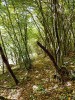 Ukázka rozmanitosti stanovišť, kde se štíři rodu Euscorpius mohou  běžně vyskytovat. Prosluněné stráně s vegetací. Snímek J. Plíškové.