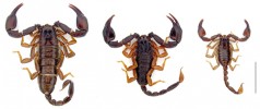 Příklady morfologicky výrazně  odlišných druhů rodu Euscorpius.  Zleva E. italicus, E. flavicaudis  a E. germanus. Měřítko značí 1 cm. Snímek J. Plíškové.