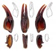 Ukázka rozmístění trichobotrií (smyslové „chlupy“) využívaných v taxonomii rodu – zde na makadle druhu E. italicus. Originál J. Plíšková.