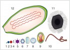 Přehled velikosti virových částic. Cirkovirus (17–20 nm; 1), polyomavirus (2), papilomavirus (3), bakteriofág (Myoviridae, 4), adenovirus (5), virus  chřipky (6), virus vztekliny (7), virus  lidské imunitní nedostatečnosti HIV (8), poxvirus (9), Ebola (10), mimivirus (11), pandoravirus (ca 1 000 nm; 12). Orig. M. Fraiberk