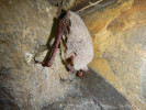 V posledních letech hodnoceného období je zřejmý nárůst početnosti netopýra vodního (Myotis daubentonii), a to až na 180 jedinců v r. 2022. Foto D. Sedláček