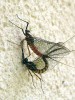 Unikátní fotografie zachycující páření jepic Epeorus assimilis, které se normálně odehrává v letu. Samec drží samici adaptovanýma předníma nohama v oblasti základů předních křídel, zadeček ohýbá nahoru a zachycuje pomocí gonopodů zadeček samice. Pár letí po krátkou dobu kopulace v tandemu. Foto M. Deml