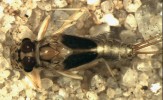 Jepice Choroterpes picteti – vzácný druh citlivý na změny prostředí. Foto J. Bojková