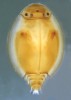 Jezovka Prosopistoma pennigerum ve střední a západní Evropě vyhynula. Foto J. Bojková