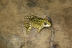 Skokan skřehotavý (Pelophylax  ridibundus) je na lokalitě stále běžný. Foto A. Funk