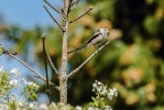 Mlynařík dlouhoocasý (Aegithalos caudatus) v Milíčovském lese hnízdí i zimuje. Na snímku přináší potravu  k hnízdu. Foto G. Uhrová