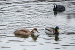 Samice zrzohlávky rudozobé (Netta rufina) tu vzácně i zimovala. Vpravo samec kachny divoké (Anas platyrhynchos) a v pozadí lyska černá (Fulica atra), na lokalitě hnízdící. Foto G. Uhrová